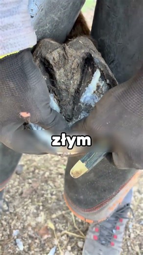 TEN GOŚĆ TO TERMINATOR KONI😲🐴