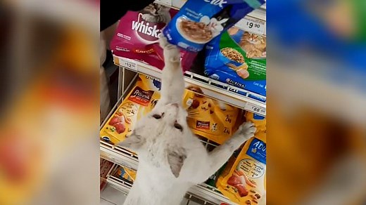 Clever cat leads woman into store to buy cat food