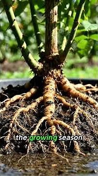 How to Grow Beautiful Grandiflora – Easy Beginner Care Guide
