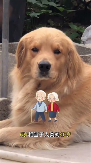 解锁烹饪大师的秘诀