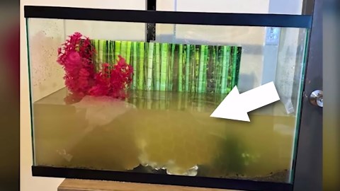 This axolotl glows! See its amazing makeover! ✨