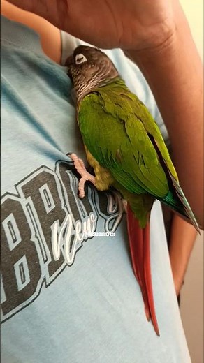 A charming group of cockatiels that can bring joy to everyone. 🦜🤩💖✨ #cockatielscraze