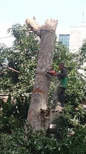 Woodworking project cut down a large tree by pulling a rope #shortvideo #chainsaw