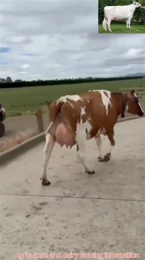 Red and white Holstein Cow.