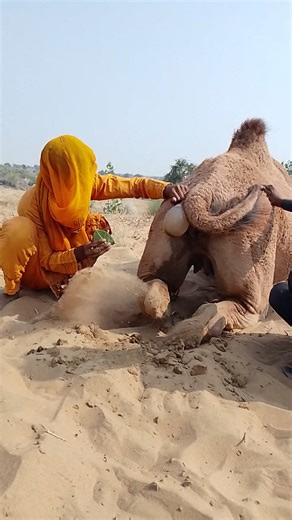 "عند وضع البالون أثناء العلاج أصبح الجمل غير مرتاح – تعرف على السبب"