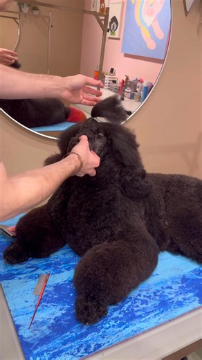5.2K views · 122 reactions | Happy Easter to everyone who celebrates 懶✨ . #dogs #doggrooming #easter #poodle | Dogs by Logan | Facebook