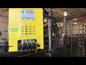 Hydraulic Calf Table by BZ Welding