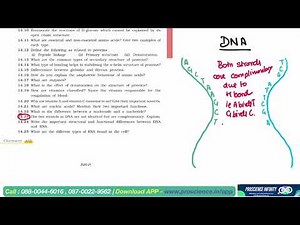 the two strands in DNA are not identical but are complementary Explain - class 12