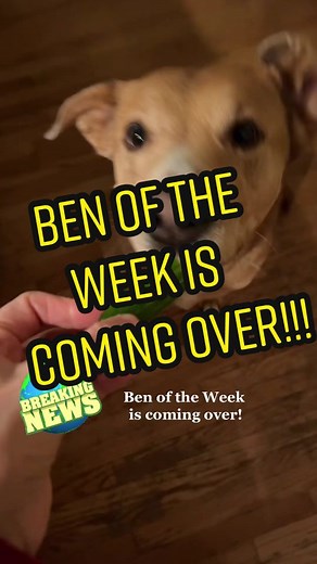 @benoftheweek #thatveganteacher #thatveganteacherwhosings #thatveganteacherwhocomposessongs #bellavegandog #bellavegandogishappy #bellavegandogisstillalive #ben #benoftheweek #benoftheweekedit