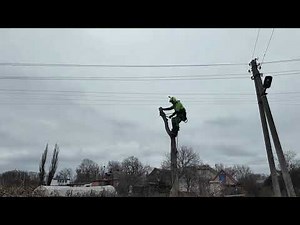 How a Dangerous Tree Is Removed — Full Process