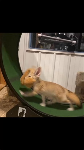 Sasha the fennec fox showing off her winter exercise program. My favorite part was how she looked at Speedy for interrupting. Have a great day! | Big Joel's Safari Petting Zoo & Educational Park