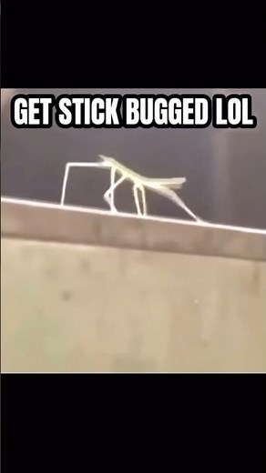 GET STICK BUGGED LOL og meme #meme #shorts ￼