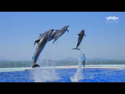 四国水族館 プロモーション映像2024春