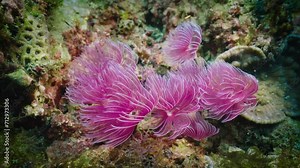 Underwater, a large group of bright pink tubeworms slowly open their pink tentacles to filter plankton in the water and sway with the waves.