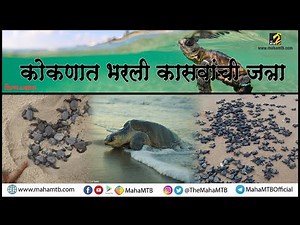 Sea Turtle Conservation | Konkan | Olive Ridley Turtle | कोकणात भरली कासवांची जत्रा | कोकण | कासव