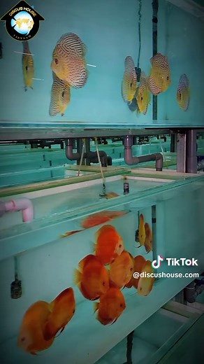 Discus House Aquarium trên TikTok