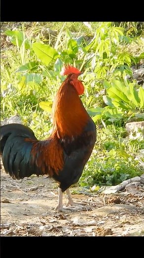 Red & Black Rooster crowing ~ Rooster crowing sounds effect 🐔 🐓 🥰 #animalsounds #shorts