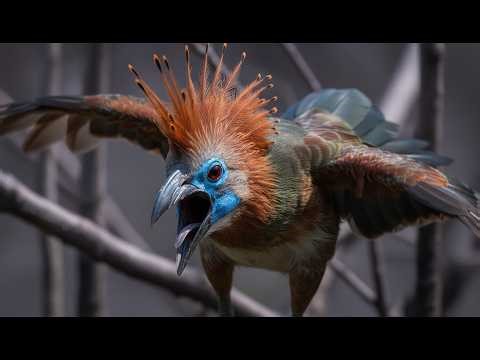 Bird of Earth – Strange Species You Won't Believe Exist