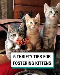 These life hacks for kitten parents work like a charm! 🐈‍⬛😸 | Furry Tails