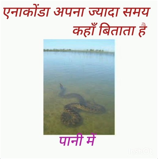 "Kya Anaconda Apna Zyada Samay Pani Mein Hi Rehta Hai? 😱🐍" #study #gk