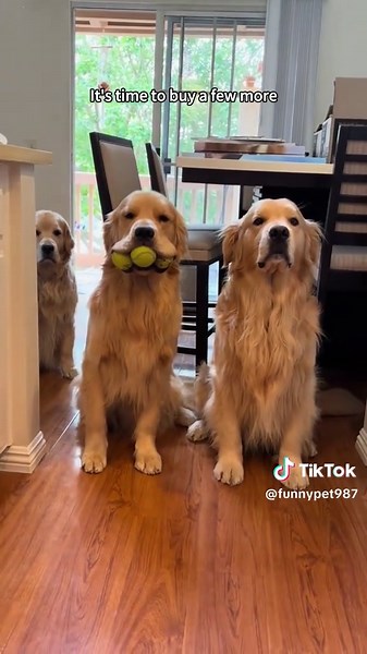 When you have two dogs#dog#fun#funny#fyp#foryoupage | dog