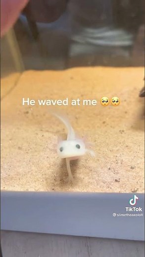 Cute baby axolotl waves back at human (super cute)