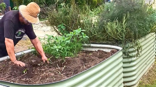 Raised garden beds revived: Easy steps to healthier soil & bigger harvests