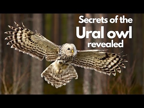 Focus on the Ural owl (Strix Uralensis) An incredible predator with the most striking appearance