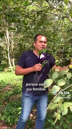 ¿Sabes qué es el arazá? 🤔 Te contamos que es una fruta que tiene muchísima vitamina C, fortalece el sistema inmunológico y es una de esas frutas muy apreciadas en la Amazonía. 🤩 Nuestro equipo viajó desde Napo aproximadamente cien kilómetros hasta la comuna de San Jacinto, Pastaza, porque allí hay una familia que produce y consume este superalimento porque saben de sus valores nutricionales. 🔝