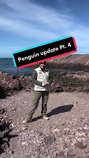 Magellanic Penguin Research Update in Patagonia