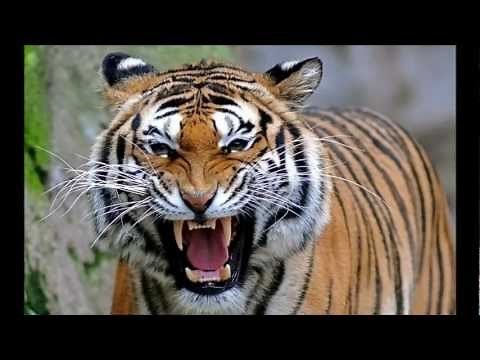 North Bengal Tiger - the 2nd Largest and Strongest Tiger in the world.