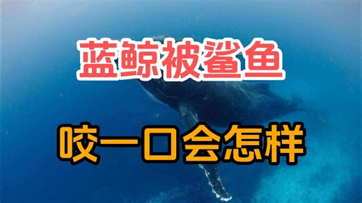 蓝鲸那么大，如果路过的虎鲸和鲨鱼饿了，上去随口要一块肉，那它该怎么办？