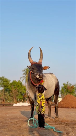 😱குழந்தைய இருந்தாலும் காளைக்கு அவங்க தெய்வம் தான் 🙏🏻😳 #jallikattu #kangeyam #salem