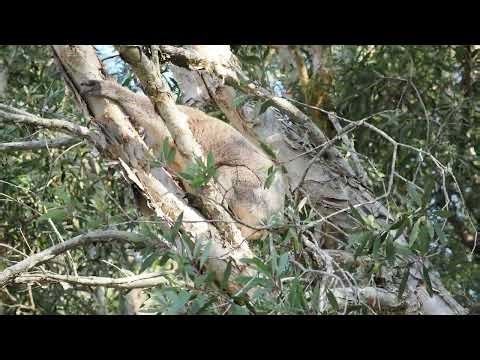 Koala breeding season - two male koalas fighting in a tree