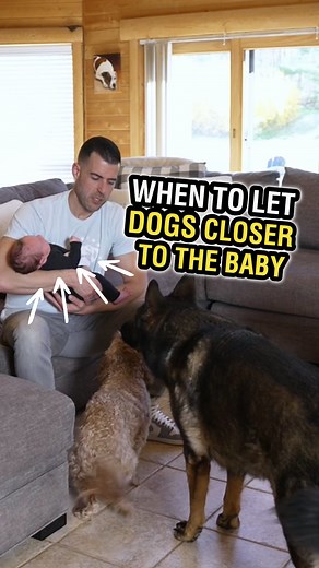 Here, I'm explaining how to start allowing your dog to be closer to the baby after doing the introduction of the scent and actual introduction of the baby. If you haven't seen the videos about how to introduce the scent of a baby and then how to do the initial introduction of the baby, be sure to check those out. Once the dogs have been calm and respectful of the baby's space without showing any signs of tension, we can allow them closer to smell the baby. We want to encourage curiosity in a cal