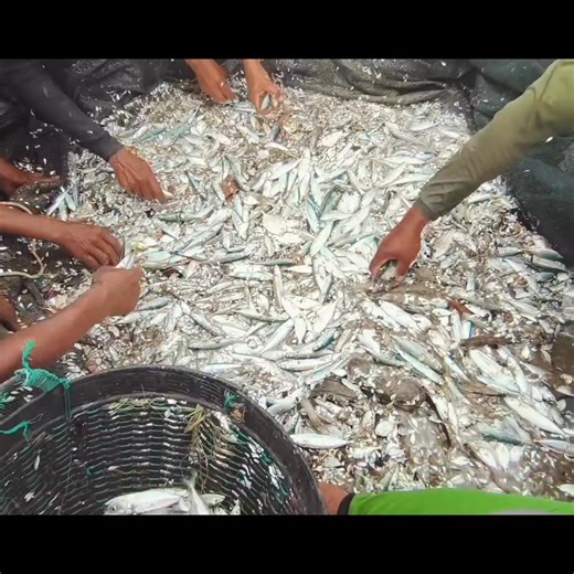 Experience the beauty of traditional beach net fishing (pukat pantai) in Aceh, Indonesia. This centuries-old coastal tradition involves teamwork, rhythm, and deep connection to the sea. Watch as local fishermen pull in the nets by hand, capturing the spirit of community and sustainable fishing. #AcehFishing #BeachSeine #TraditionalFishing #IndonesiaCulture #SustainableFishing #VisitAceh #HiddenParadise #LocalWisdom #PukatPantai #FishingTradition #DiscoverIndonesia #CulturalHeritage #EcoFishing #