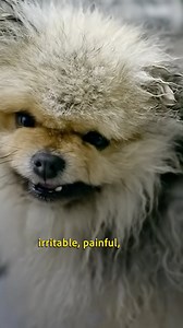 A painful past has made pomeranian terrified of touch 😢🐶 #Pomeranian #DogTraining #AnxiousDog | Dogs Behaving Very Badly