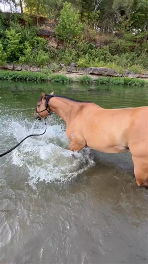 “Loves the water, can NOT swim” 😬 7123413367640886570 #goose #donthateme #river #... #summer | Alyssa Timms