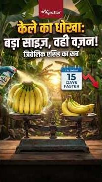 Correct use of Gibberellic Acid in Banana Farming! | Gibberellic Acid Spray in Banana Farming | #...