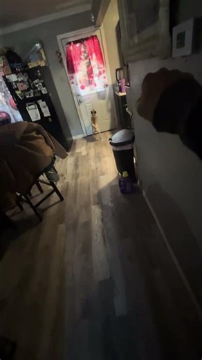 Good exercise for my Pug