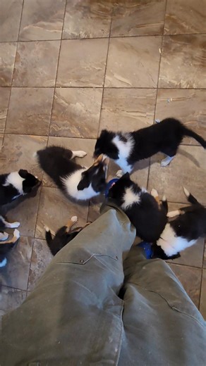 Join me while I try to walk somewhere with 11 puppies running around (There's lots of panning back and forth unsteadily so a heads up if that sort of thing causes you problems) | Lest We Forget Collies