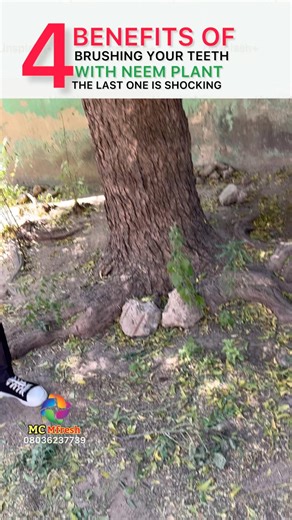 4 benefits of brushing your teeth with Neem plant #reelsviralシ #health #healthylifestyle #naturelovers #reelschallengereelschallengereelschallengereelschallenge #healthcare | MC Mfresh