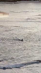 From snow to surf! It seems the weather has warmed up for our kangaroos who were only two weeks ago having a boxing match in the snow. These days, taking a dip at the beach is the place to be. This sea-splashed roo was spotted at Berrara Beach on the NSW South Coast. Have you ever seen a kangaroo take a swim at the beach? Credit: Kate Hilder via Storyful | The Australian