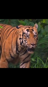 The Royal Bengal tiger #wildlifephotography #wildanimals | Manas National Park Unofficial