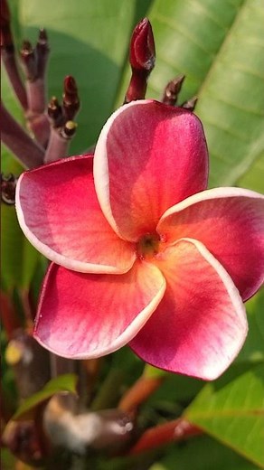 Pure Plumeria Beauty 🌺 | Europe’s Trending Flower Short 🔥#plumeria #tropicalplants #tropicalgarden