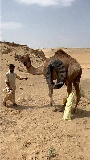 صاحبه، وخلفه دلوٌ مربوط، وعلى ظهره غطاءٌ أسود،