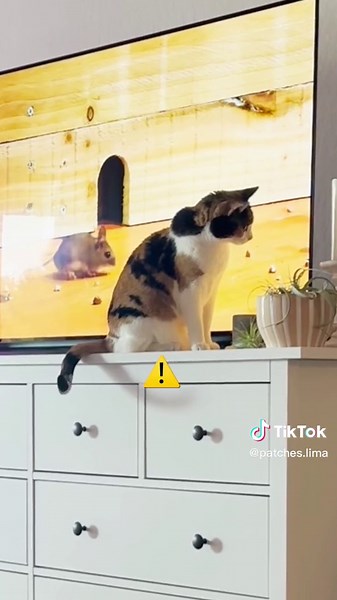 Only 8 lives left 😂😅😂😅 (I was laughing so much behind the camera 🤣) #calico #cat #cattv