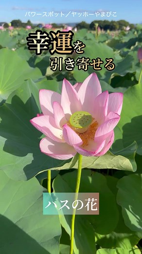 蓮池のハスの花とパワースポット：奈良県橿原市の魅力的な経験