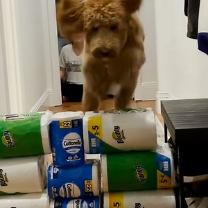 This dog nails the jumping toilet paper challenge