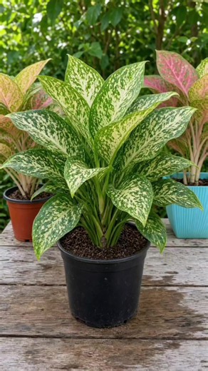 Propagação de Aglaonema por estacas: Maneira fácil Propagação de Aglaonema por estacas: Maneira fácil #aglaonema #jardim #plantas